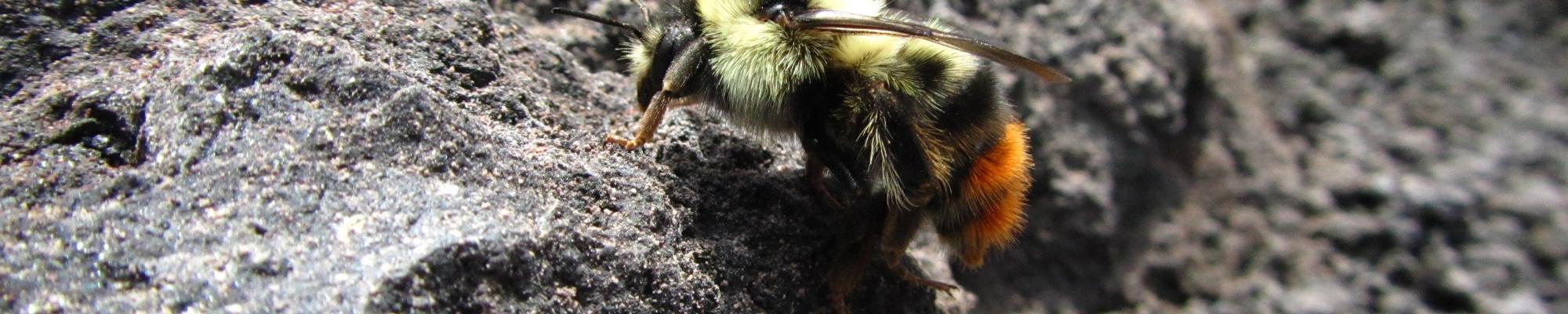 Soil_Bee