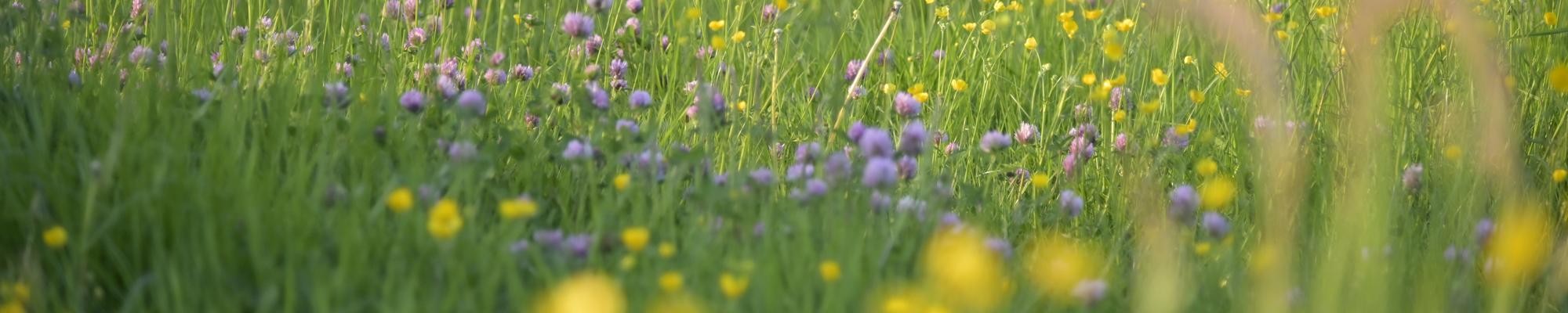 Wildflowers in a field