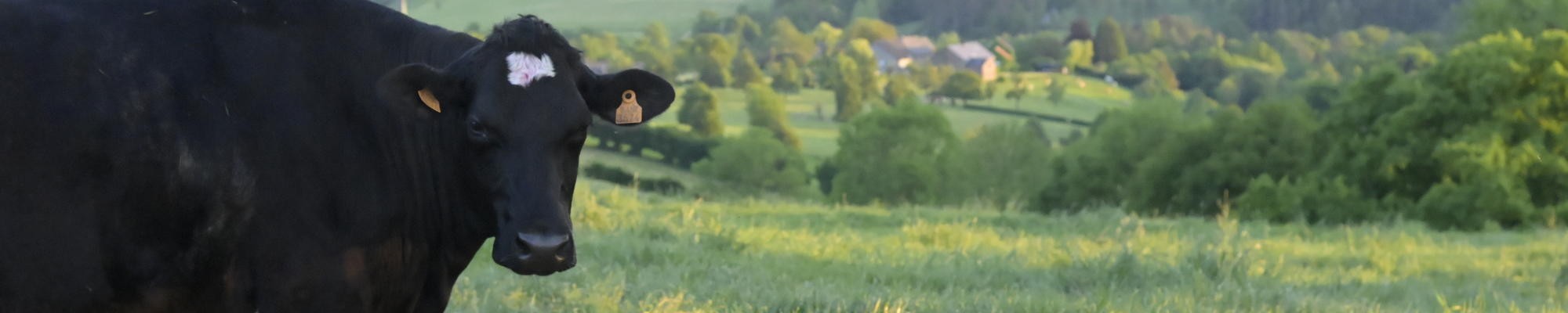 Cow in a field