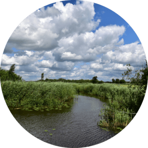 Friesland Netherlands A landscape with lots of reeds (Trip through inland waters)