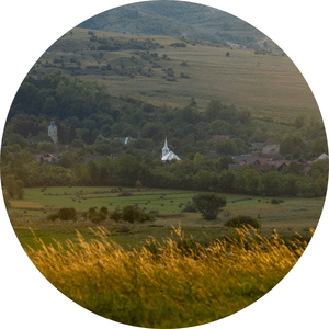 Transylvania Logo